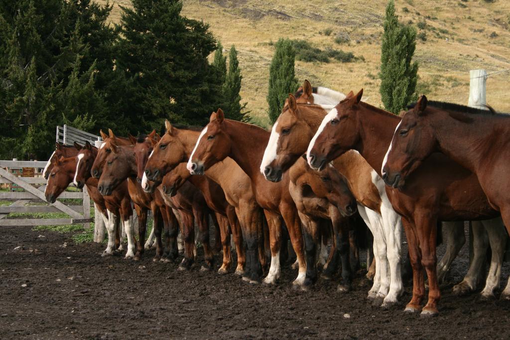 Estancia Nibepo Aike Colonia Francisco Perito Moreno Exteriér fotografie